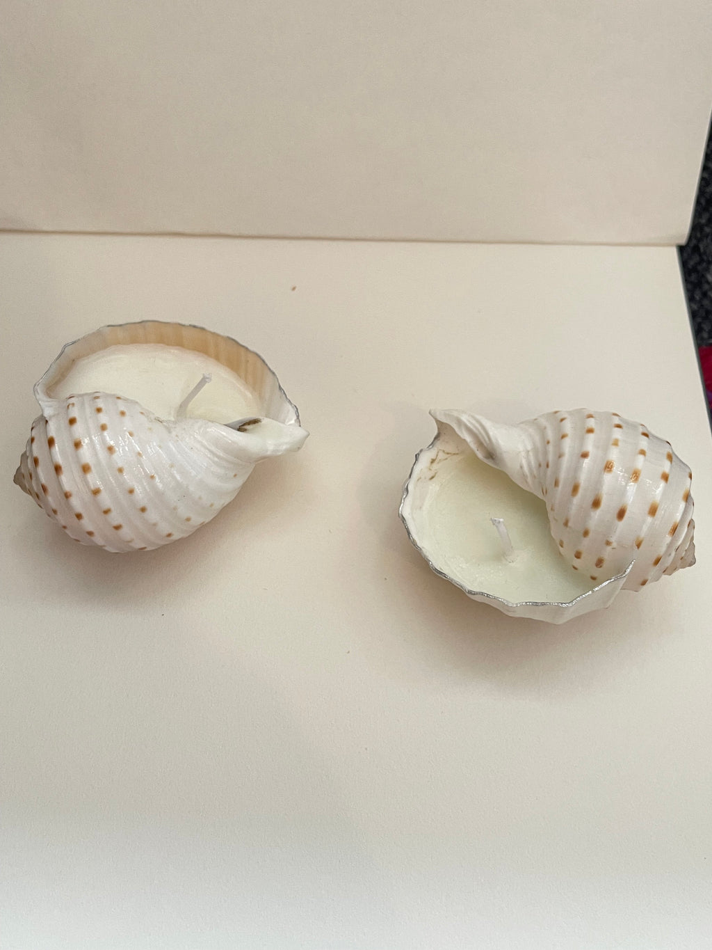 Tonna Allium shell candle