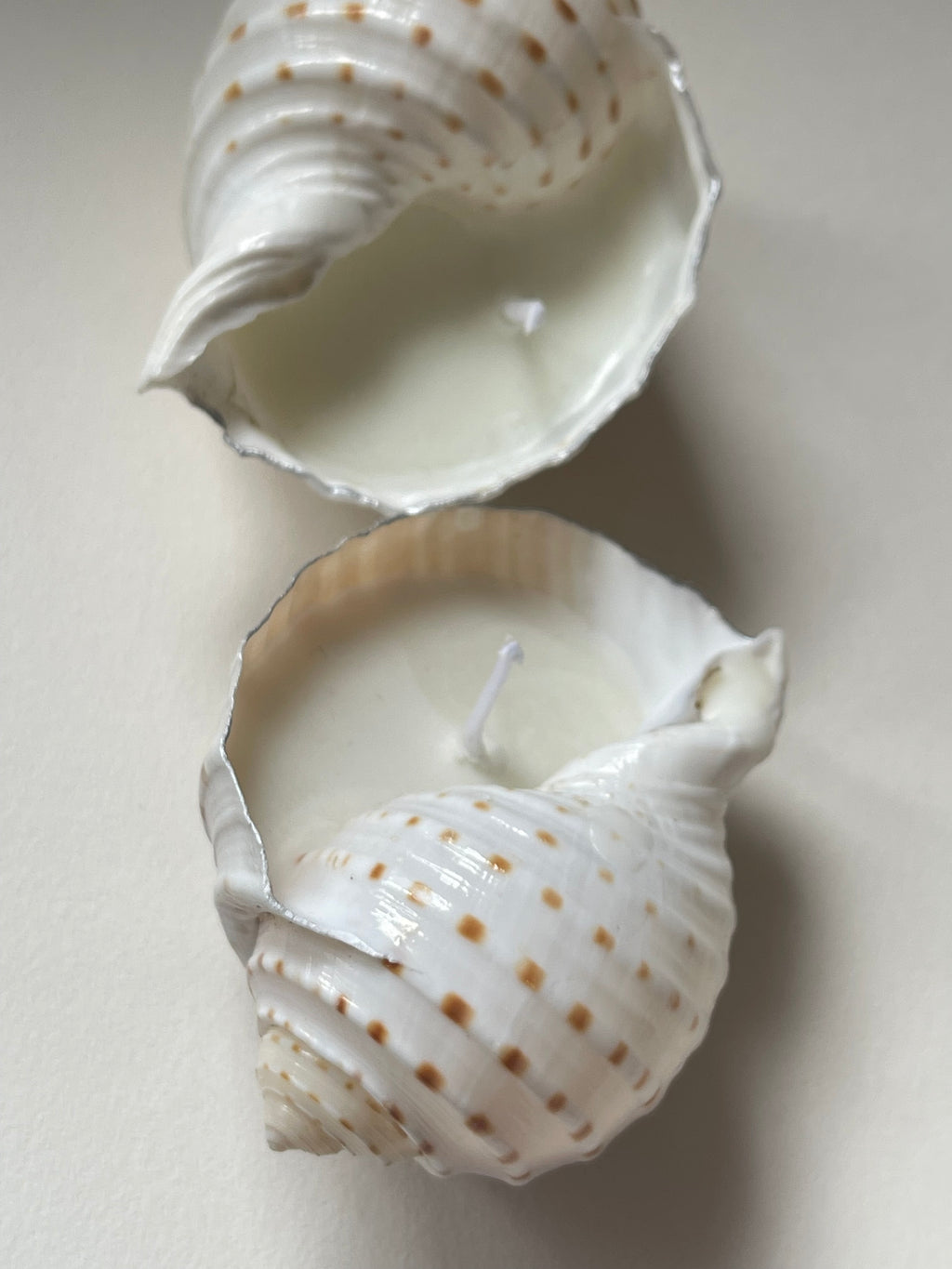 Tonna Allium shell candle