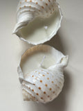 Tonna Allium shell candle