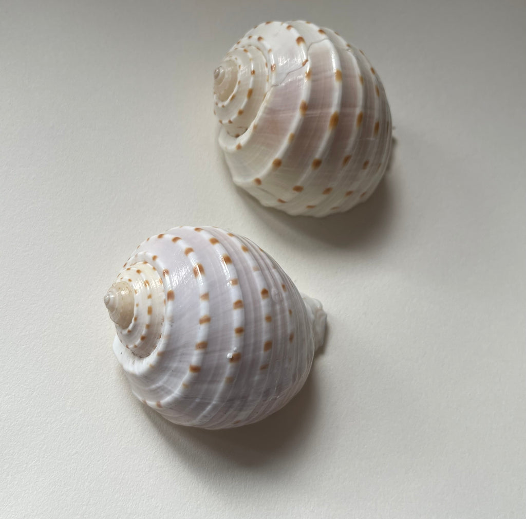 Tonna Allium shell candle