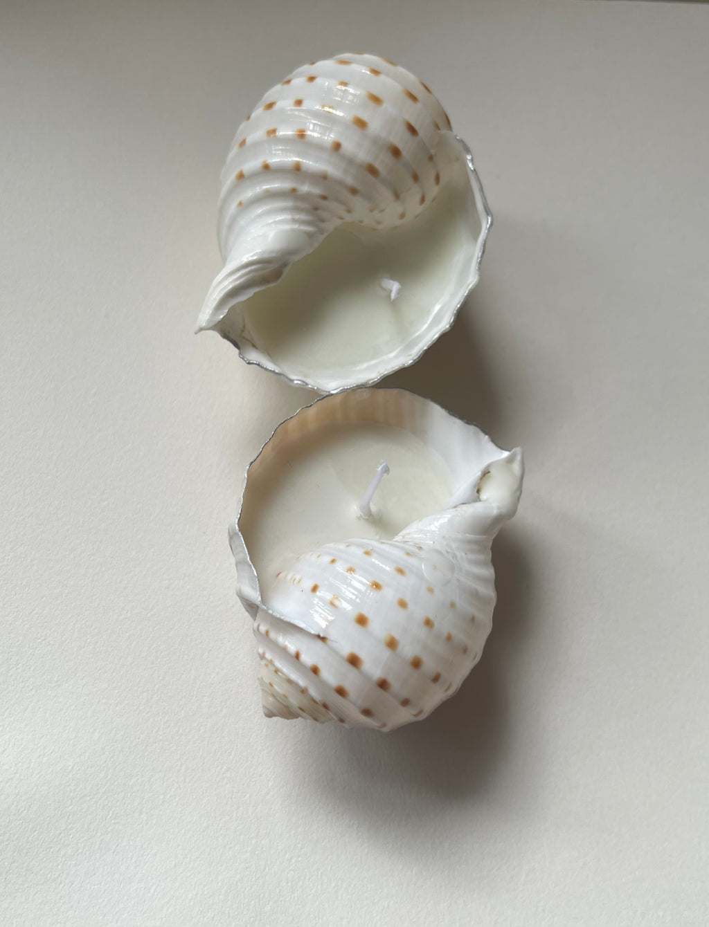 Tonna Allium shell candle