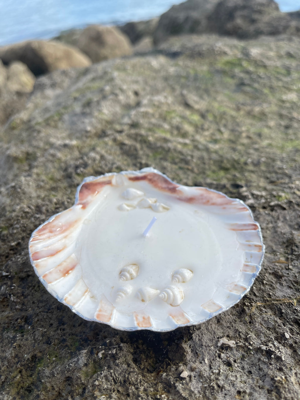Scallop shell candle