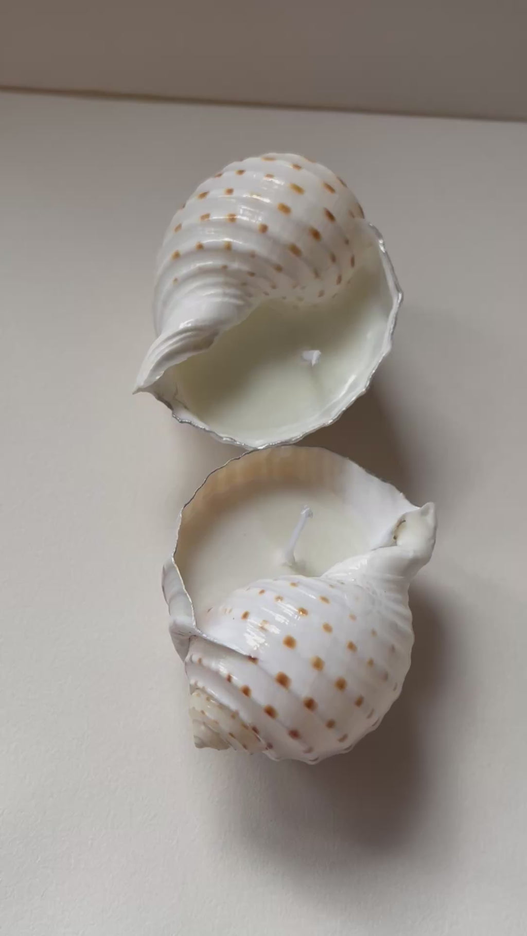 Tonna Allium shell candle